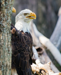 Bald eagle in a tree looking at all directions