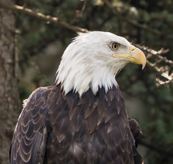 Bald eagle in a tree looking at all directions