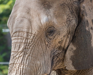 African elephant face up close and personal