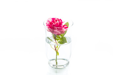 two-tone white with red rose on a white