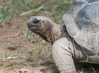 Tortoise neck out of the shell