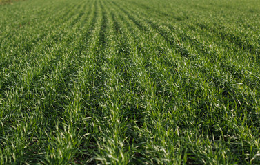 Obraz premium young green wheat in the field. Green field