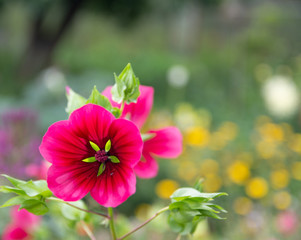 Obraz premium Dark pink mallow flowers of Malope Trifida
