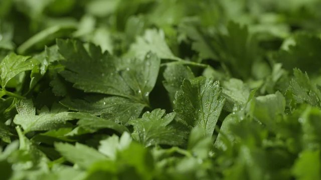 Brise forte sur persil, vol de feuilles, ralenti macro