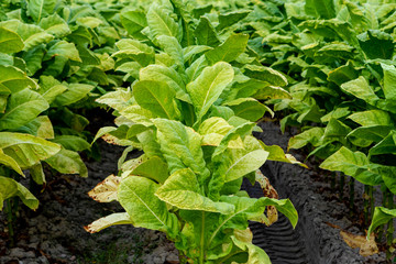 Tobacco plantation