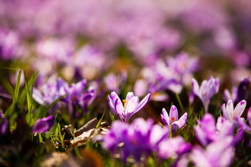 Saffron meadow flowers close up in backlight