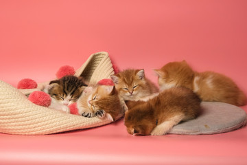 Many British Shorthair Cat funny