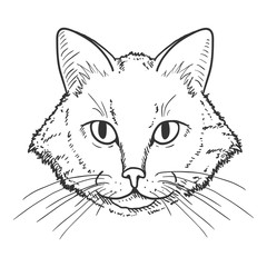 Obraz premium Vector Sketch Domestic Cats Portrait. Feline Face Illustration.