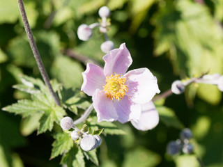 Close-up on pink Japanese anemone (Anemone hupehensis var. japonica)