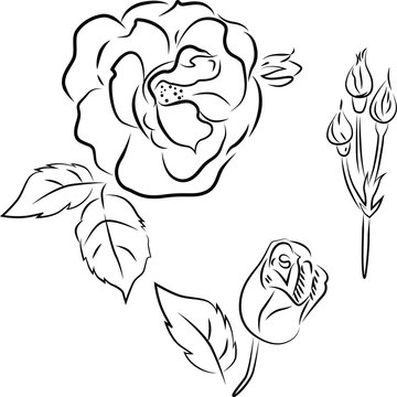 Vector floral set of roses, buds and leaves. Black line sketch