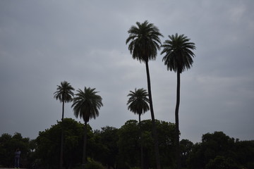 Obraz premium palm trees against blue sky