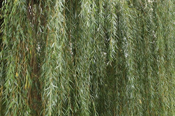 A lot of hanging willow branches  with leafs.