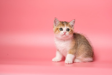 Many British Shorthair Cat funny