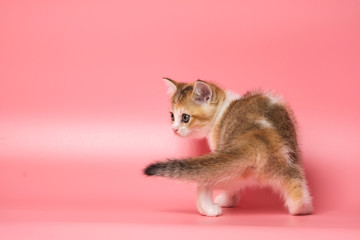 Many British Shorthair Cat funny