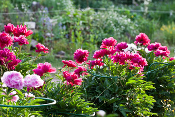 Shrub scarlet and pink peonies in the garden in the backlight of the sun