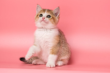 Many British Shorthair Cat funny