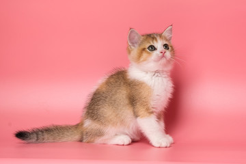 Many British Shorthair Cat funny