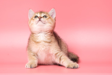 Many British Shorthair Cat funny