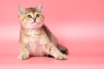 Many British Shorthair Cat funny