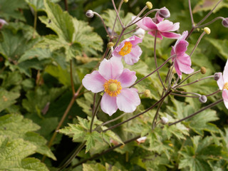 Anemone hupehensis var. japonica - Charming Japanese anemone with yellow stamens and pink petals with attractive foliage