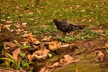 Pombo preto no chão de grama em um parque de São Paulo