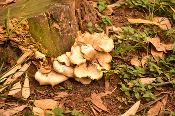 Cogumelo no tronco de uma árvore em um parque