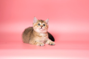 Many British Shorthair Cat funny