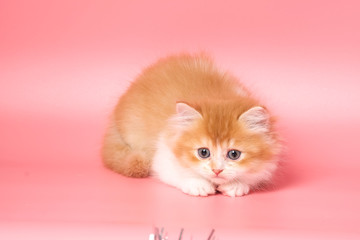 Many British Shorthair Cat funny