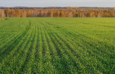 young green winter wheat in the field. Green field