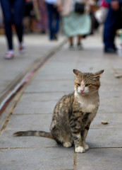 Close up an adorable silver blue kitten walking on a wooden floor blurry background by green garden. Gray-white cat in outdoor looking something. Cat tongue out
