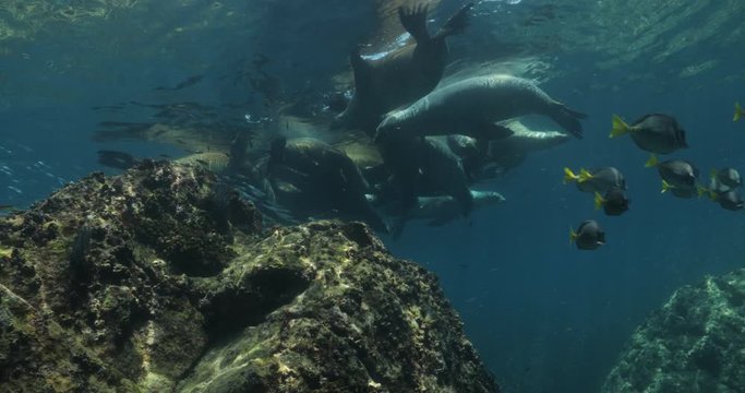 Californian sea lion (Zalophus californianus) swimming and playing in the reefs of los islotes in Espiritu Santo island at La paz,The world's aquarium. Baja California Sur,Mexico.