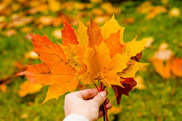 girl hold in hands yellow bouquet leaves. Women on walks on road through autumn forest in sunlight outdoors. Walking in Park on fresh air, as a healthy lifestyle.maple leaves in hand. Trendy autumn