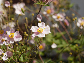 Anemone hupehensis var. japonica - Japanese anemones or pale pink star-shaped solitary windflower with prominent yellow stamens between unripe seedheads 