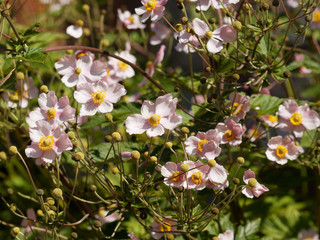 Anemone hupehensis var. japonica - Japanese anemones or pink star-shaped solitary windflowers with prominent yellow stamens between unripe seedheads floating on tall stems 