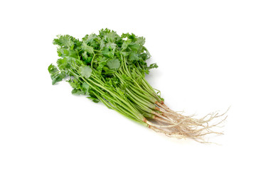 Bunch of fresh coriander leaves isolated on white background