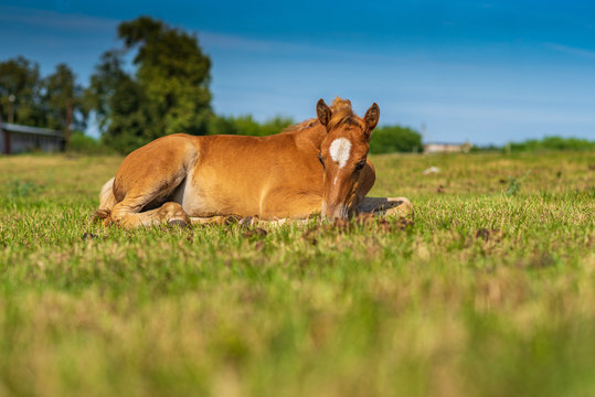 A small red foal lies on a green field. Photographed close up.