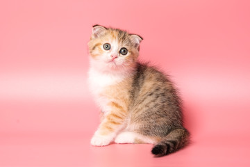 Many British Shorthair Cat funny