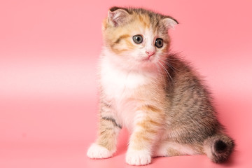 Many British Shorthair Cat funny