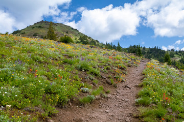 Fototapeta na wymiar Cone Peak Trail, Oregon