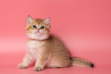 Many British Shorthair Cat funny