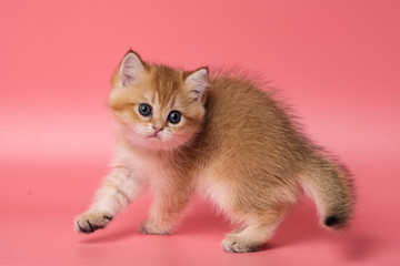 Many British Shorthair Cat funny