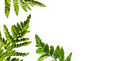 Floral flat lay, tropical fern leaves, jungle leaves floral pattern on a white background long...