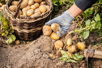 Fresh Red Potatoes In Hands Of Elderly Woman Dug Out Of Ground.