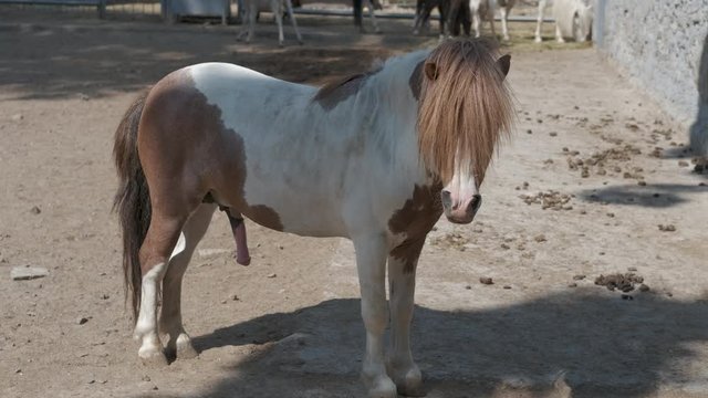 Funny pony. Funny pony shows his dick.