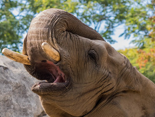 African elephant face up close and personal