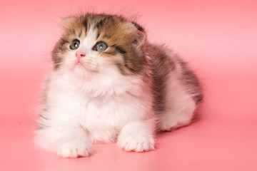 Many British Shorthair Cat funny