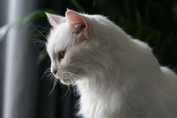 white cat with green eyes