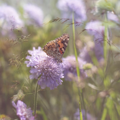 Painted Lady butterfly on flower