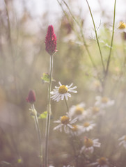 field of daisies