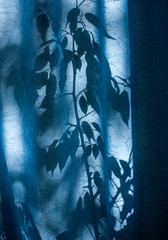 silhouette of leaves and branches on a blue curtain, curtains or tulle against the background of the sun, nty, from the leaves.